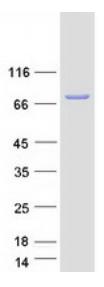 SDS-PAGE (STAT1-4597H).jpg